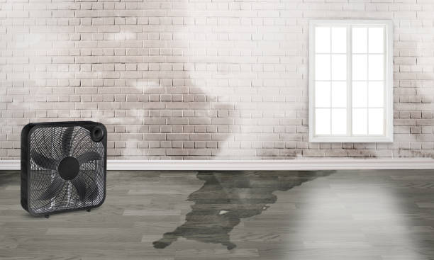 Best Flood damage cleanup  in Eagleton Village, TN